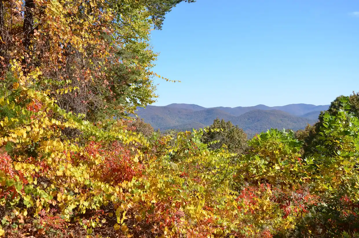 Yellow, orange and red autumn leaves frame a view across layered blue mountain ridges under a clear blue sky.