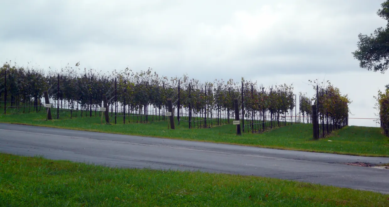 A long row of trellised grapevines behind a mown verge and a paved road, under a pale overcast sky, with a dark tree at the right edge.
