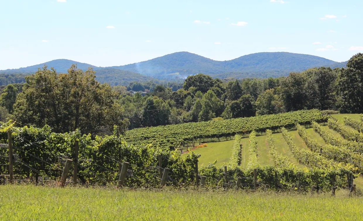 Rows of grapevines on a green slope edged with trees, with three rounded wooded peaks behind under a blue sky with light cloud.